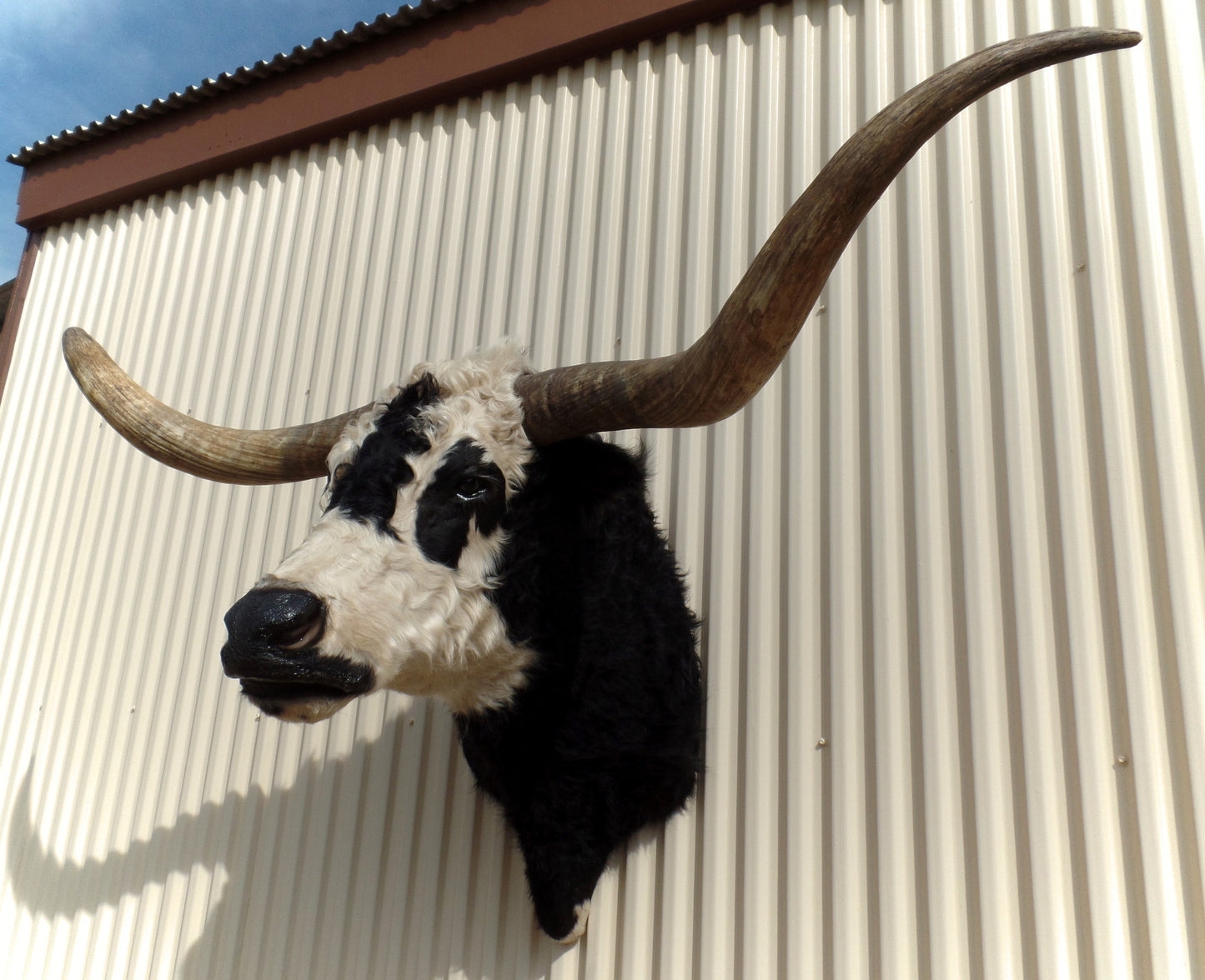 *SOLD* Longhorn Mount NBLW12