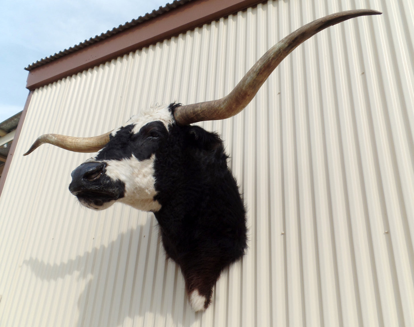 *SOLD* Longhorn Mount NBLW19