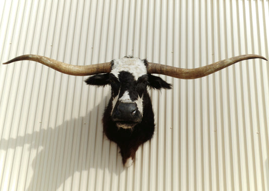 *SOLD* Longhorn Mount NBLW19