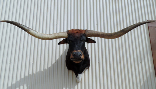 *SOLD* Longhorn Mount  NBLK11