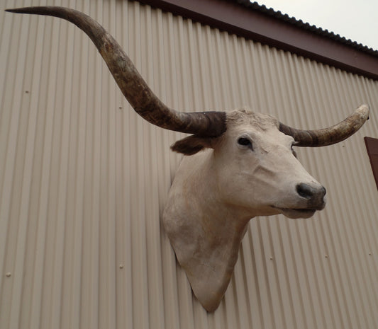 *SOLD* Longhorn Mount  CCRM32