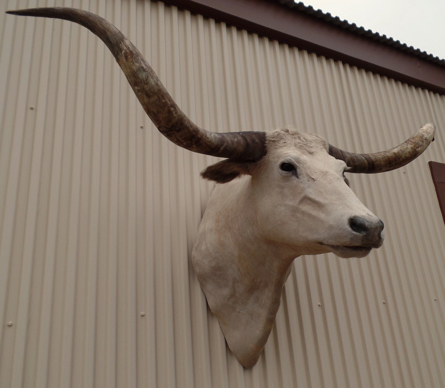 *SOLD* Longhorn Mount  CCRM32