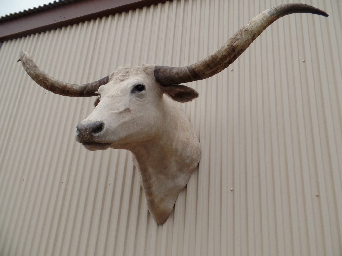 *SOLD* Longhorn Mount  CCRM32