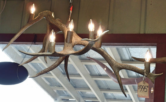 Oblong Elk Anlter 7 Light Chandelier