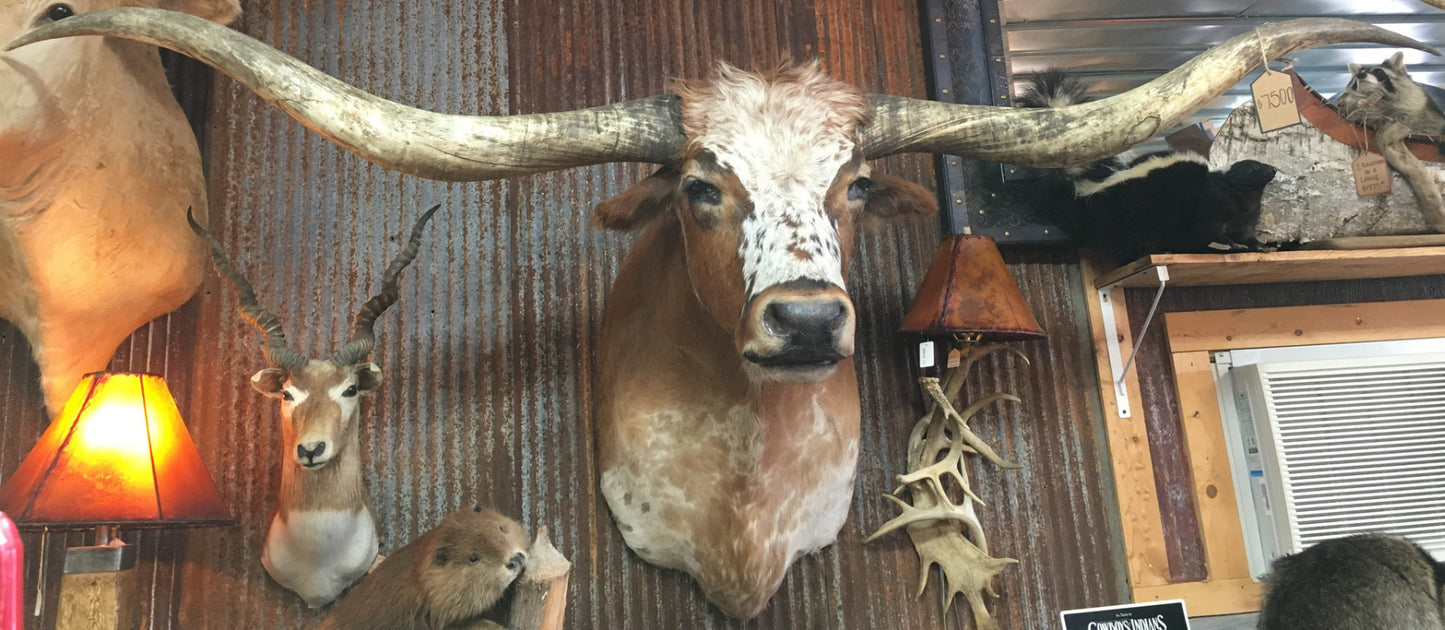 *SOLD* Longhorn Mount  NBRW46