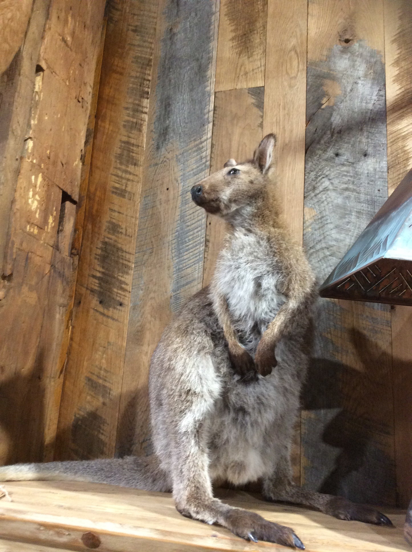 Wallaby