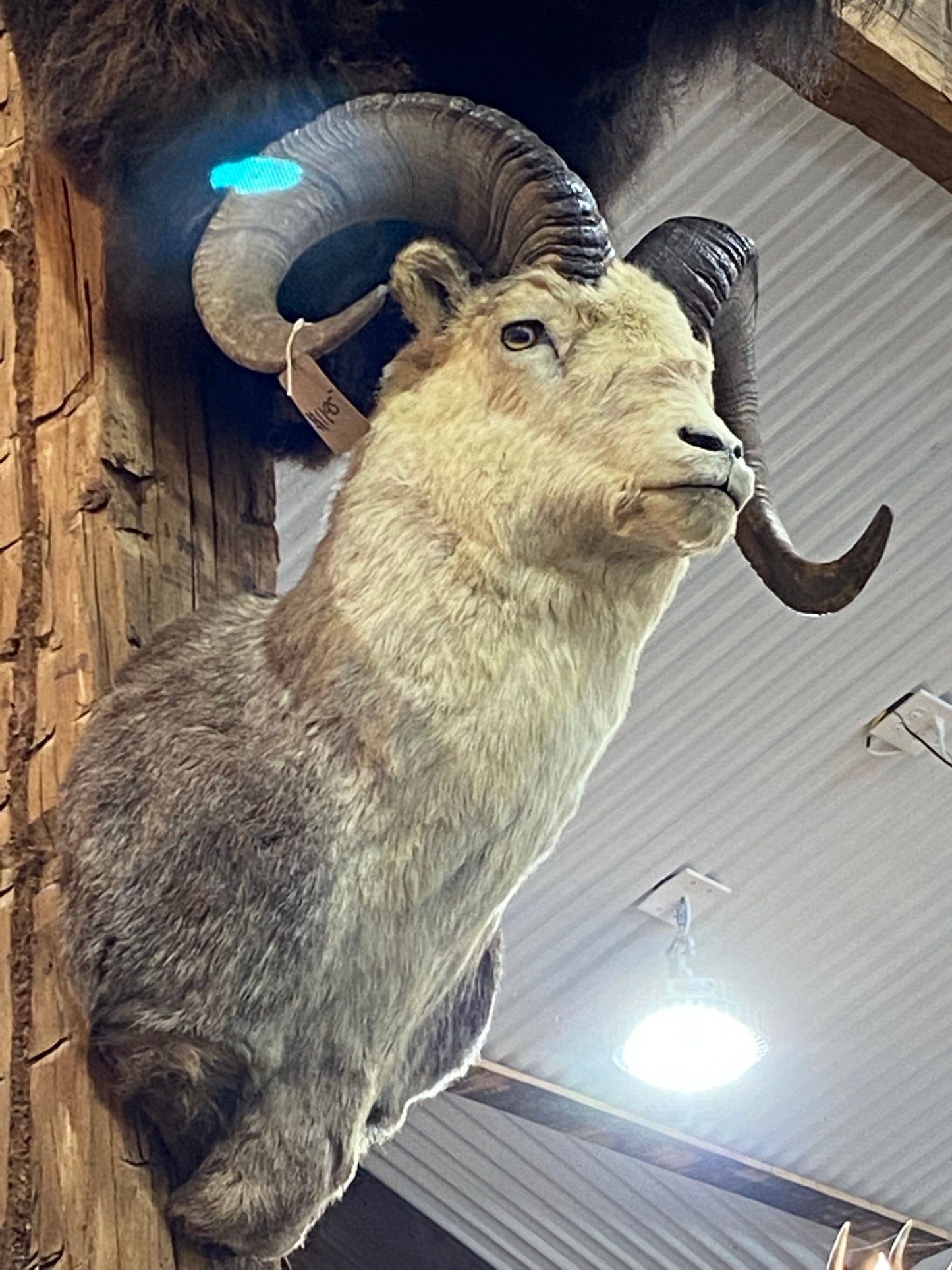 STONE SHEEP SHOULDER MOUNT
