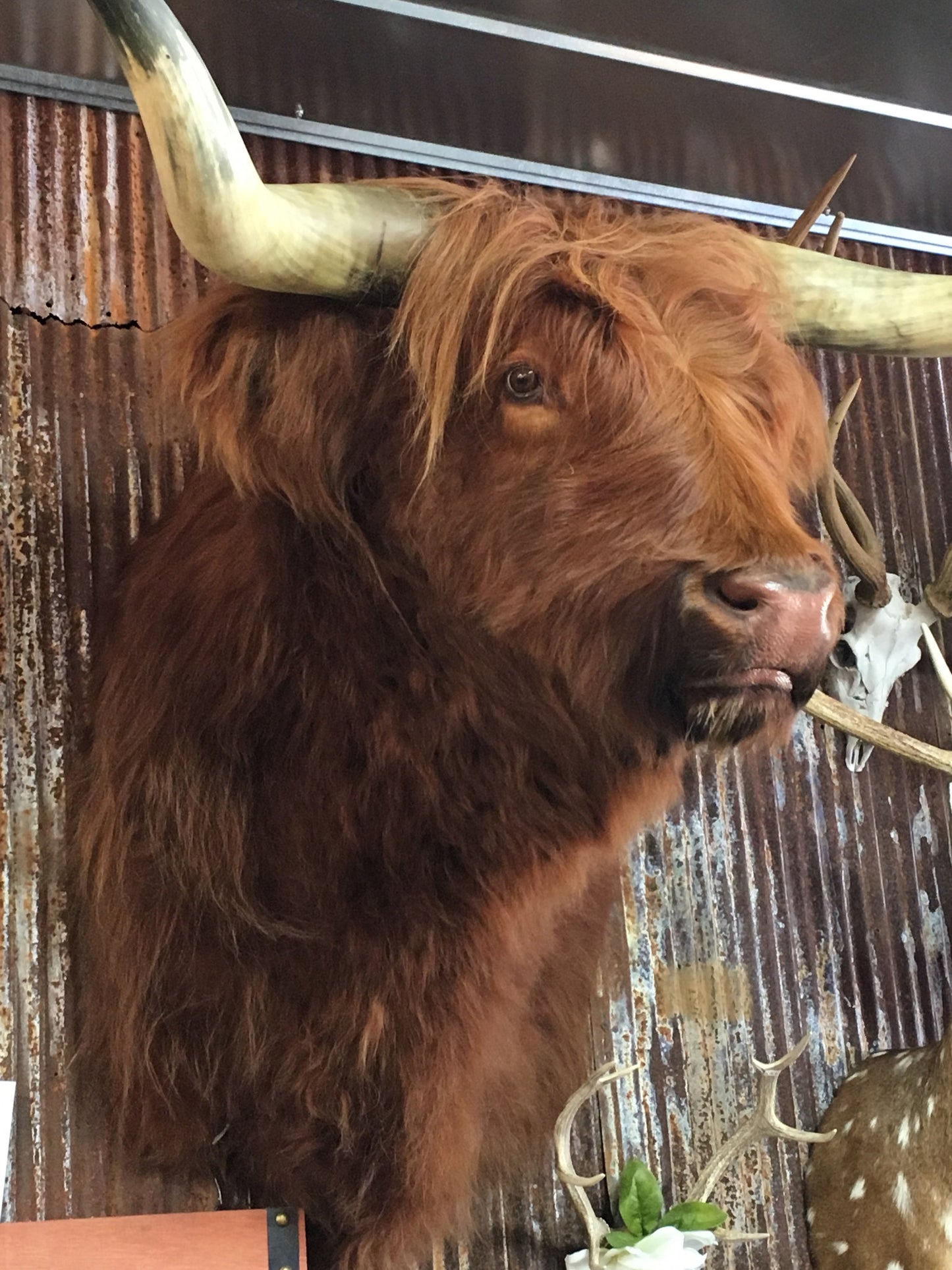 Scottish Highland Bull