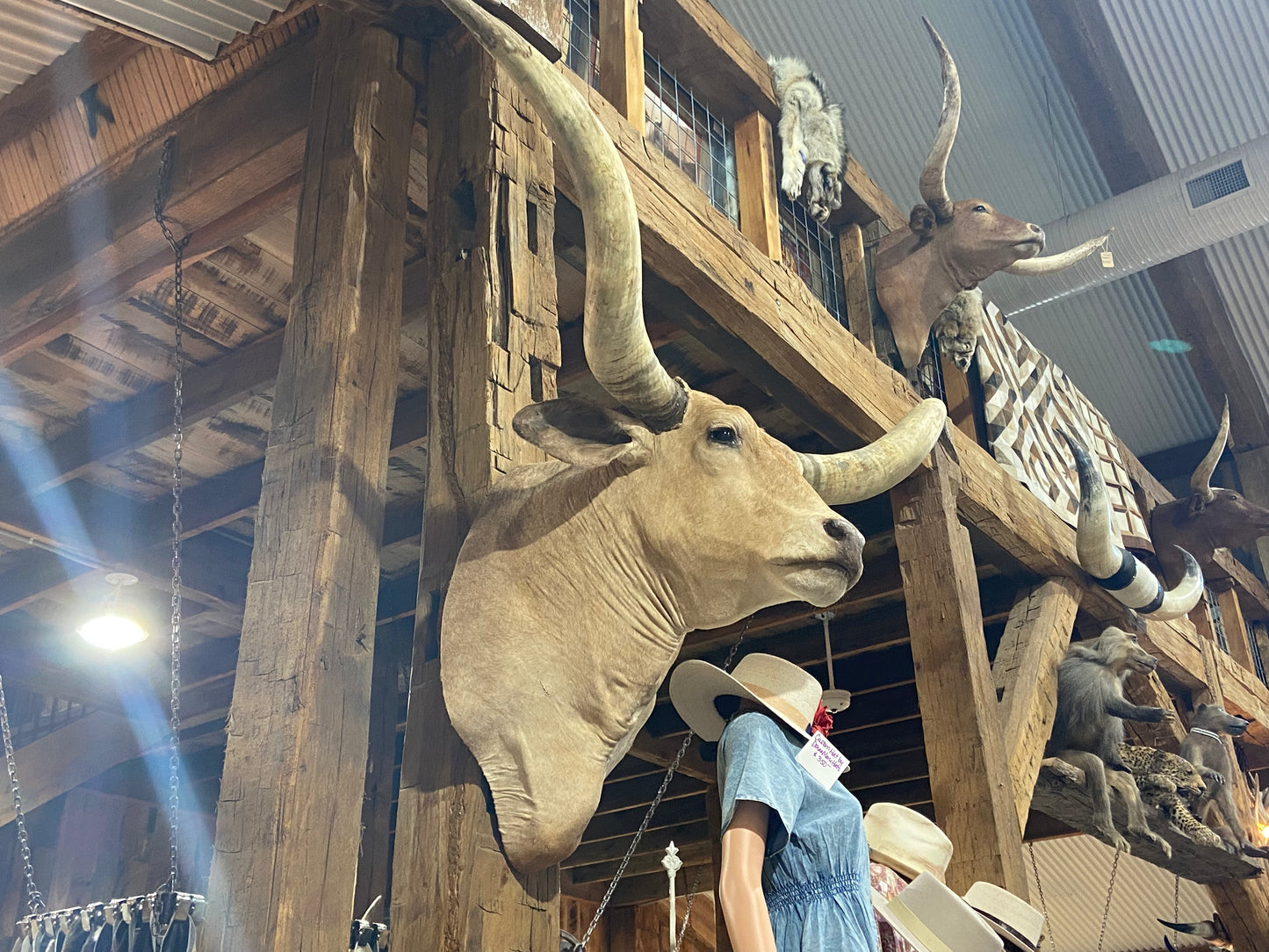 *SOLD* TAN DAPPEL LONGHORN MOUNT