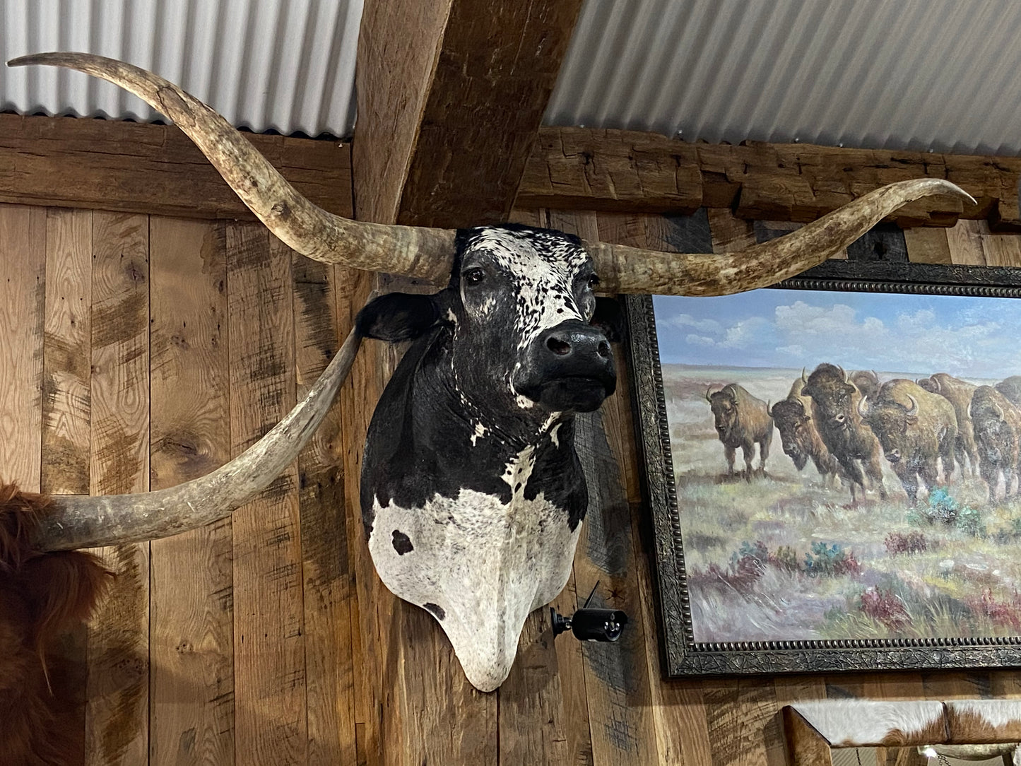 *SOLD*BLACK AND WHITE LONGHORN MOUNT
