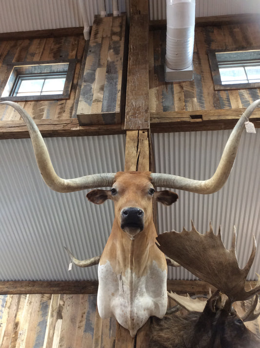 *SOLD* Longhorn Mount