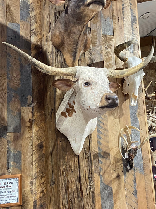 *SOLD* WHITE AND ORANGE LONGHORN MOUNT