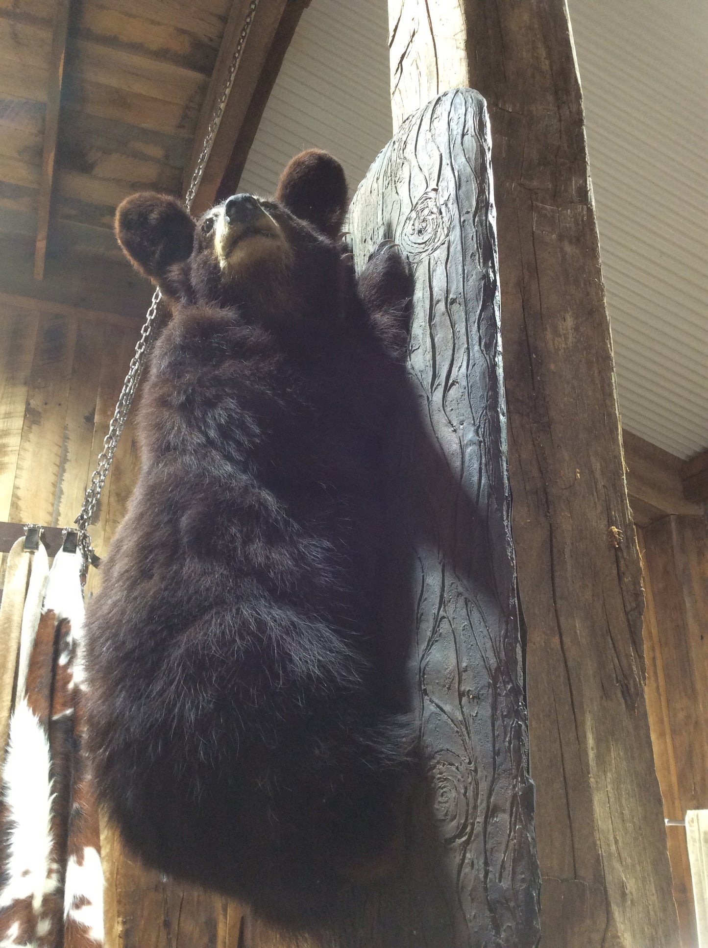 Black Bear Cub SOLD