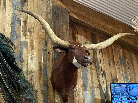 *SOLD* RED WHITE LONGHORN MOUNT