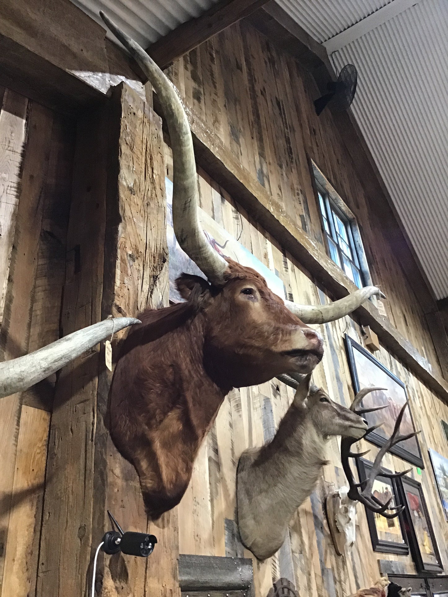 *SOLD* Red Longhorn Mount