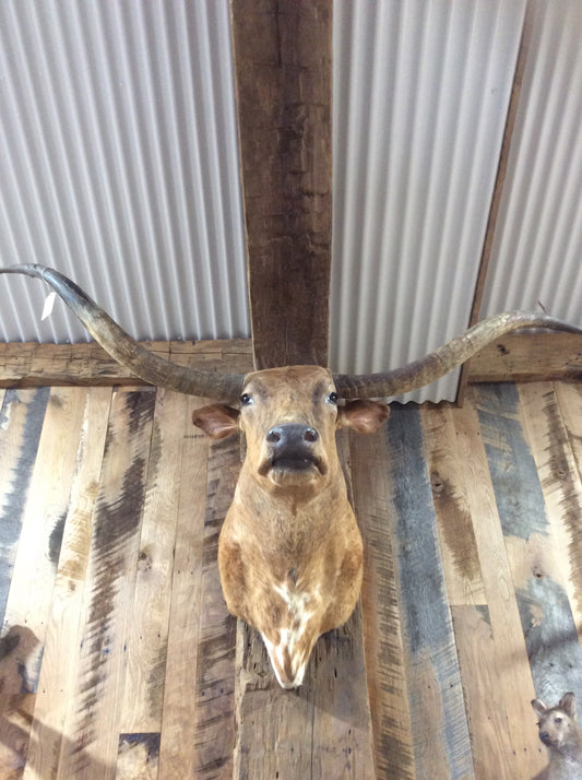 *SOLD* Longhorn Mount