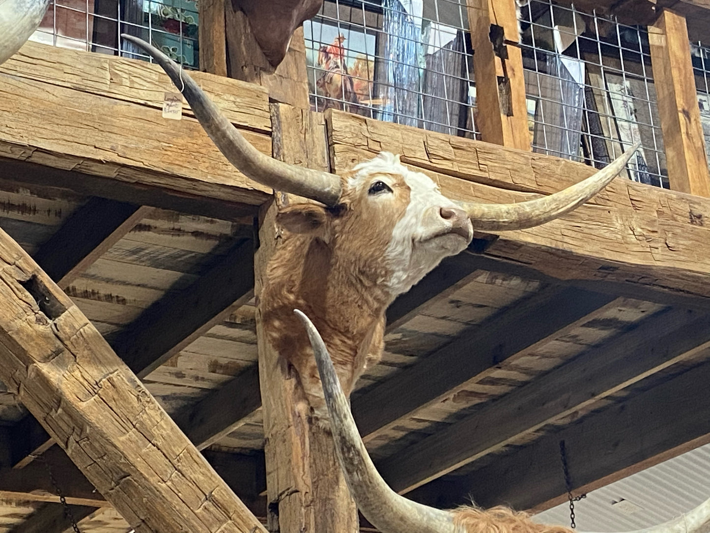 *SOLD* TAN AND WHITE MINI LONGHORN MOUNT