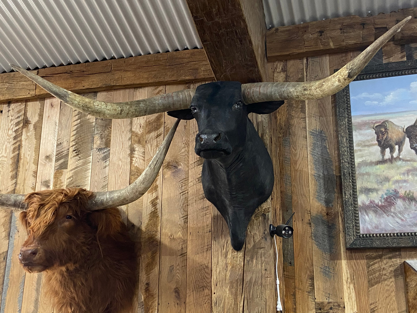 *SOLD* BLACK LONGHORN MOUNT