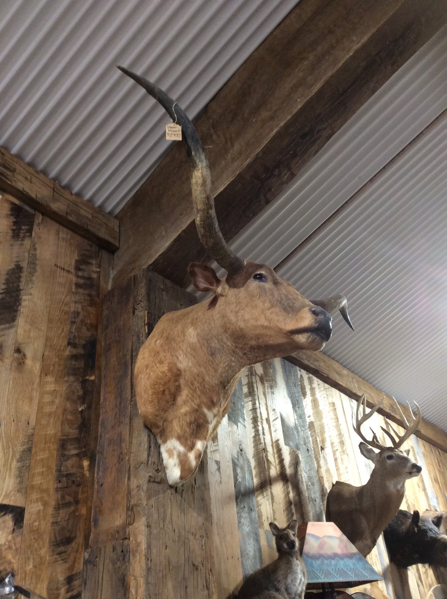 *SOLD* Longhorn Mount