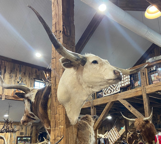 *SOLD* White longhorn mount