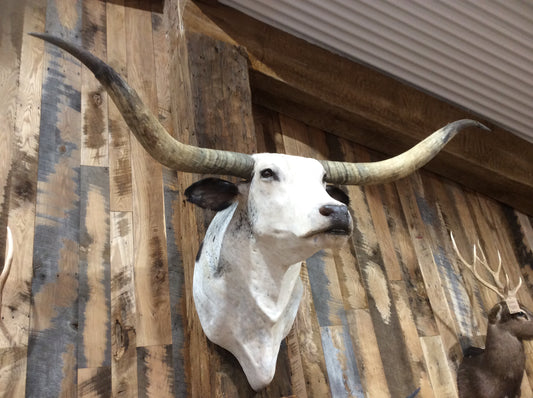 *SOLD* Longhorn Mount