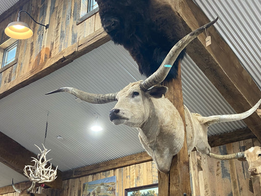 CREAM LONGHORN MOUNT*SOLD*