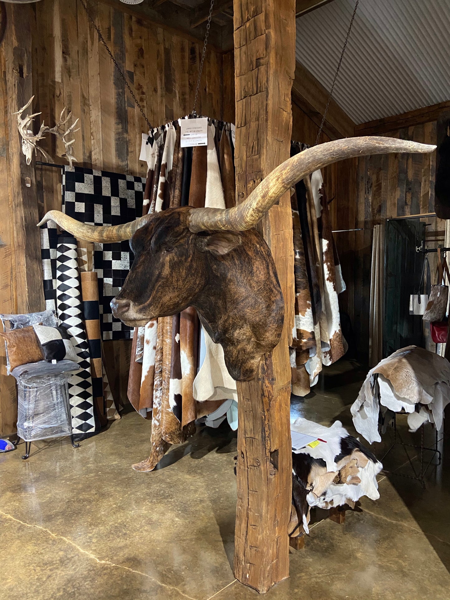 *SOLD* BRINDLE LONGHORN MOUNT