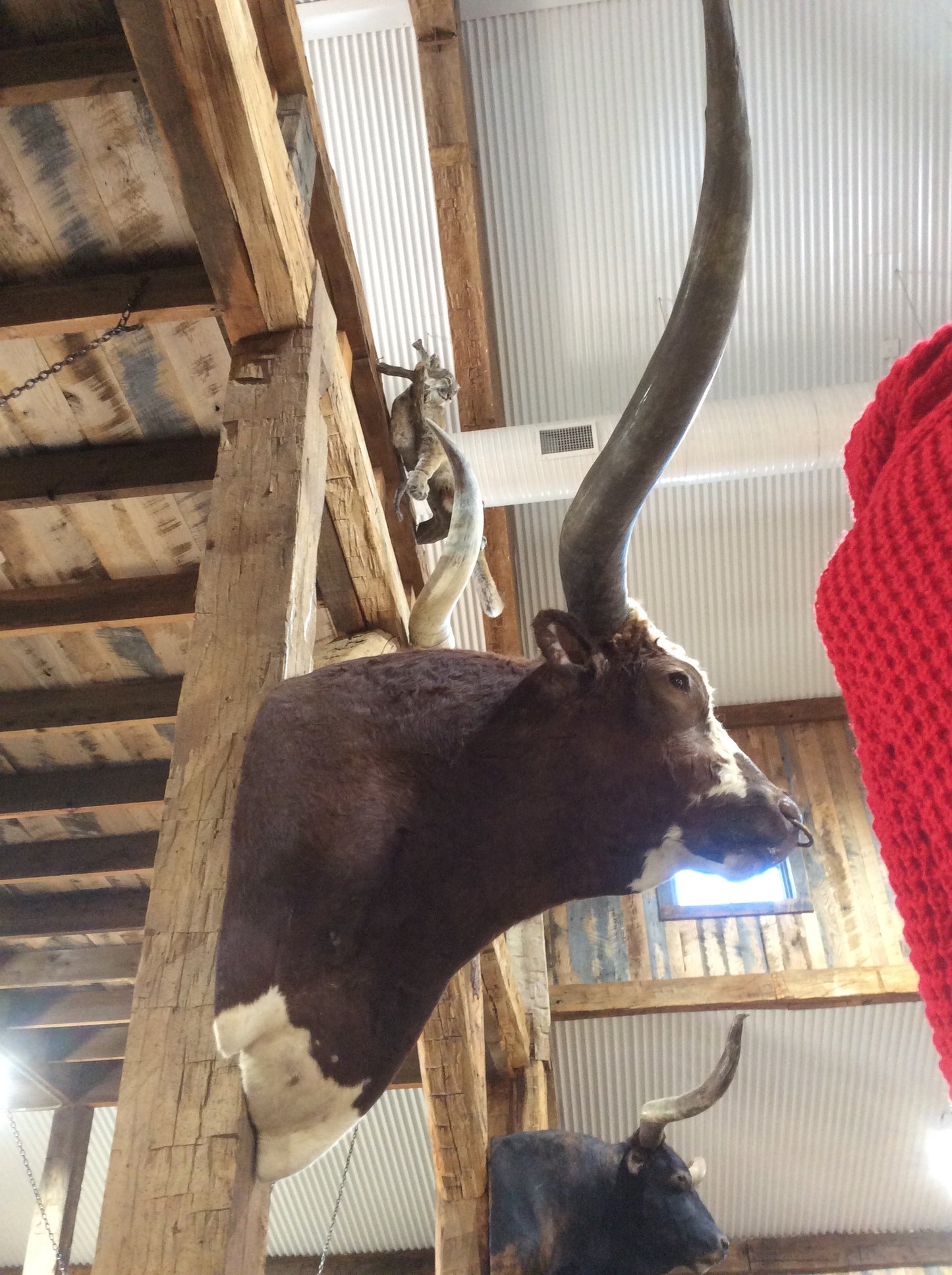 *SOLD* Longhorn Mount