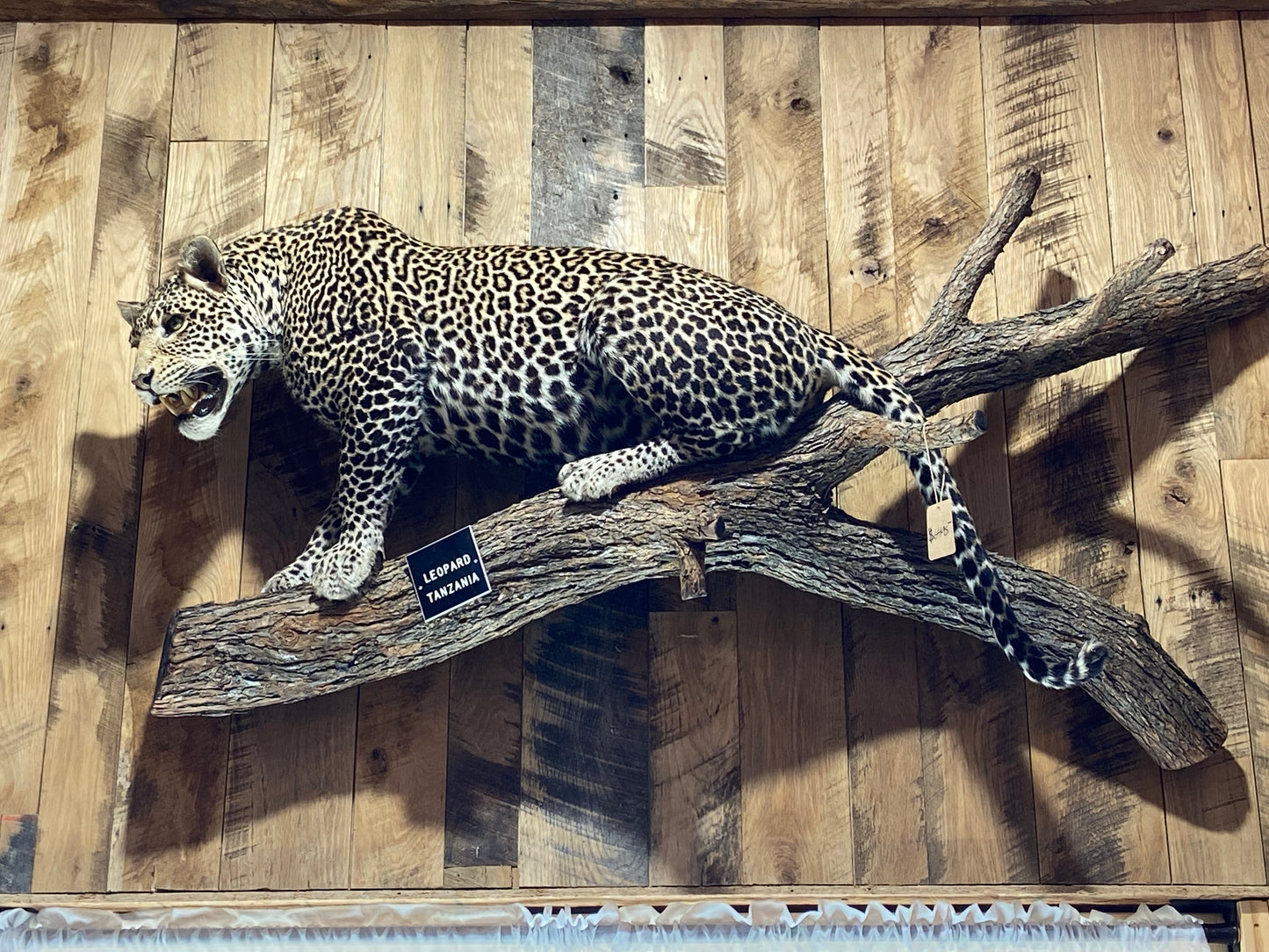 LEOPARD FULL BODY MOUNT ON A BRANCH