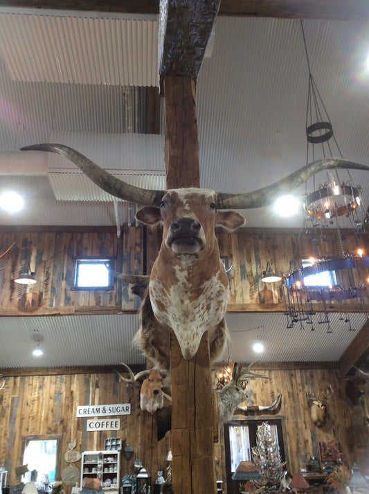 *SOLD* Longhorn Mount