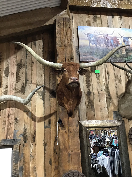 *SOLD* Red Longhorn Mount