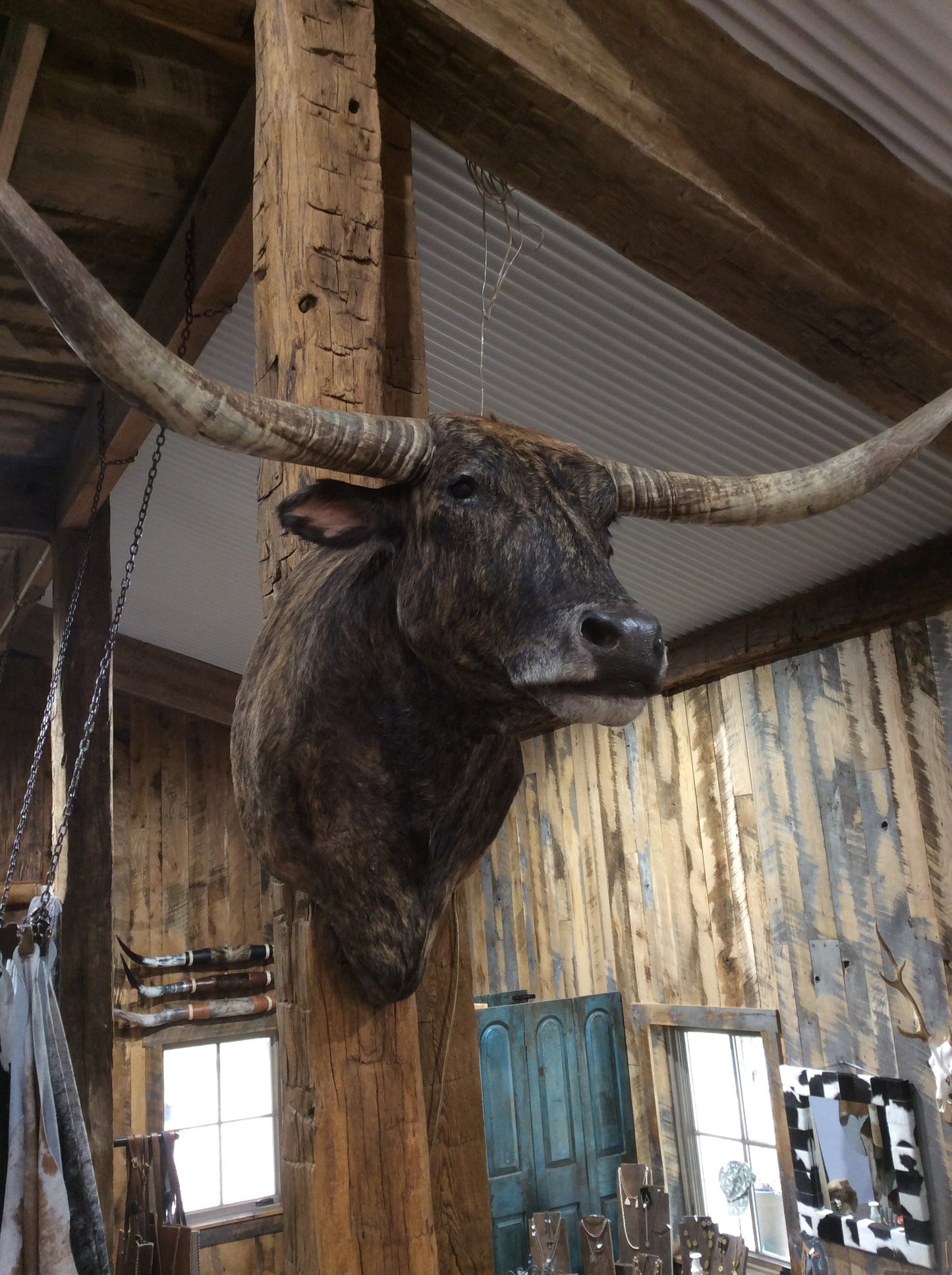 *SOLD* BRINDLE LONGHORN