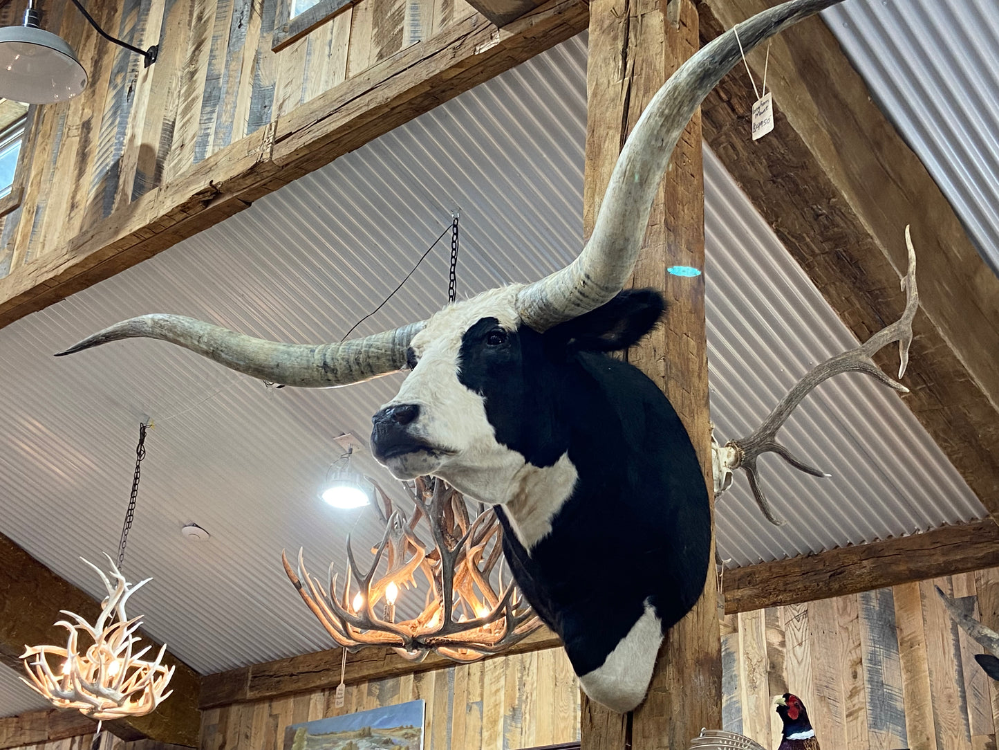 *SOLD* BLACK AND WHITE LONGHORN MOUNT