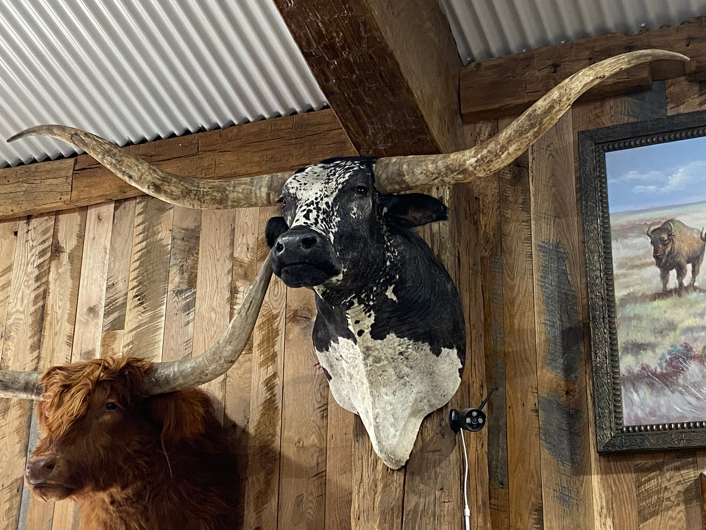 *SOLD*BLACK AND WHITE LONGHORN MOUNT