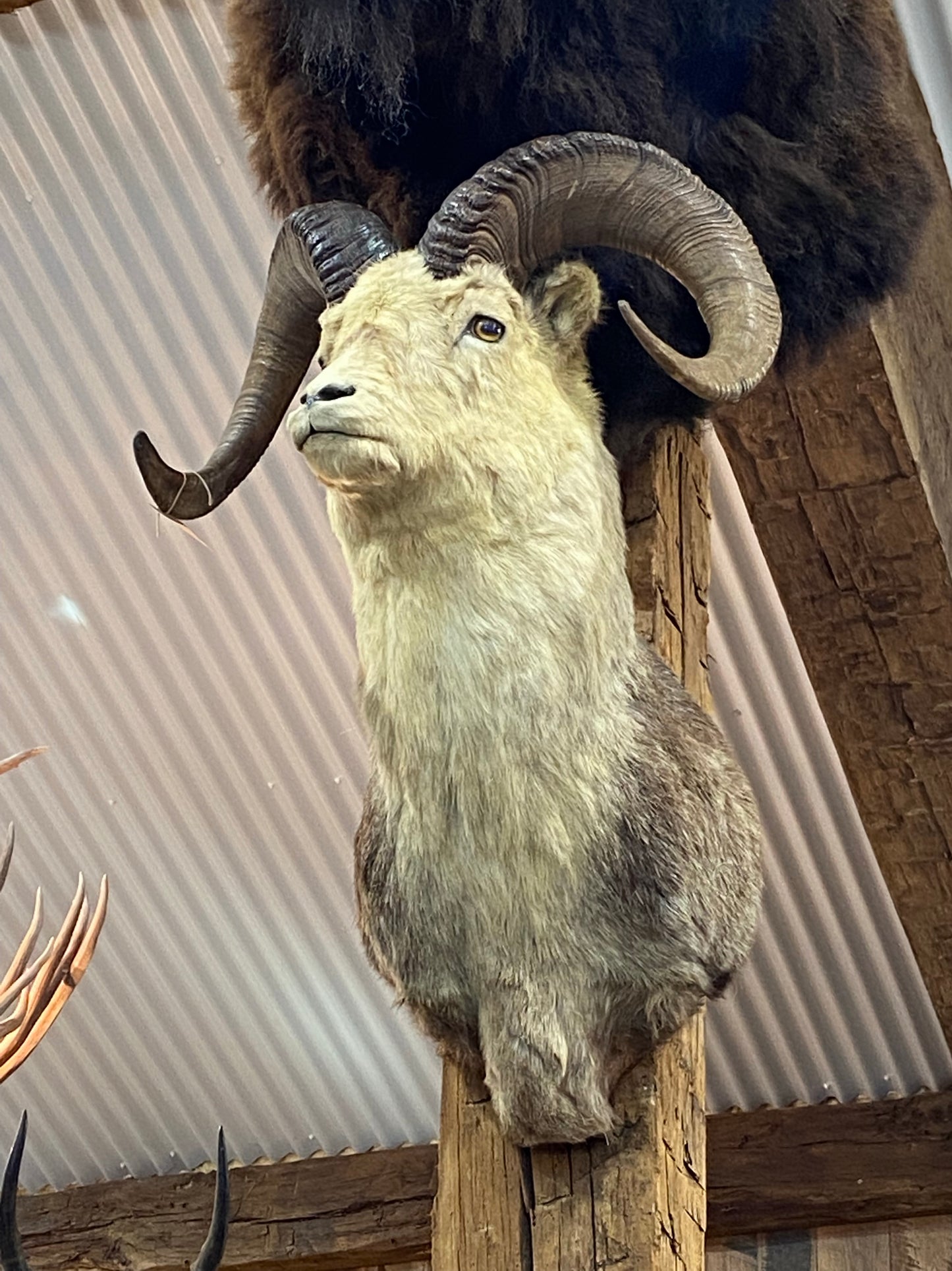 STONE SHEEP SHOULDER MOUNT