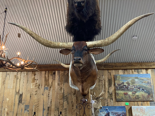 *SOLD* BROWNISH RED LONGHORN MOUNT