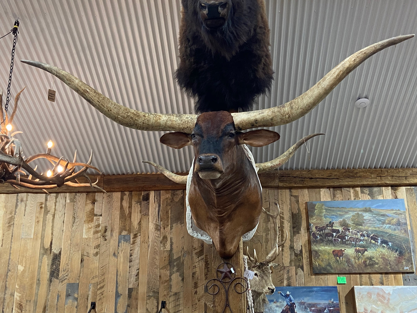 *SOLD* BROWNISH RED LONGHORN MOUNT