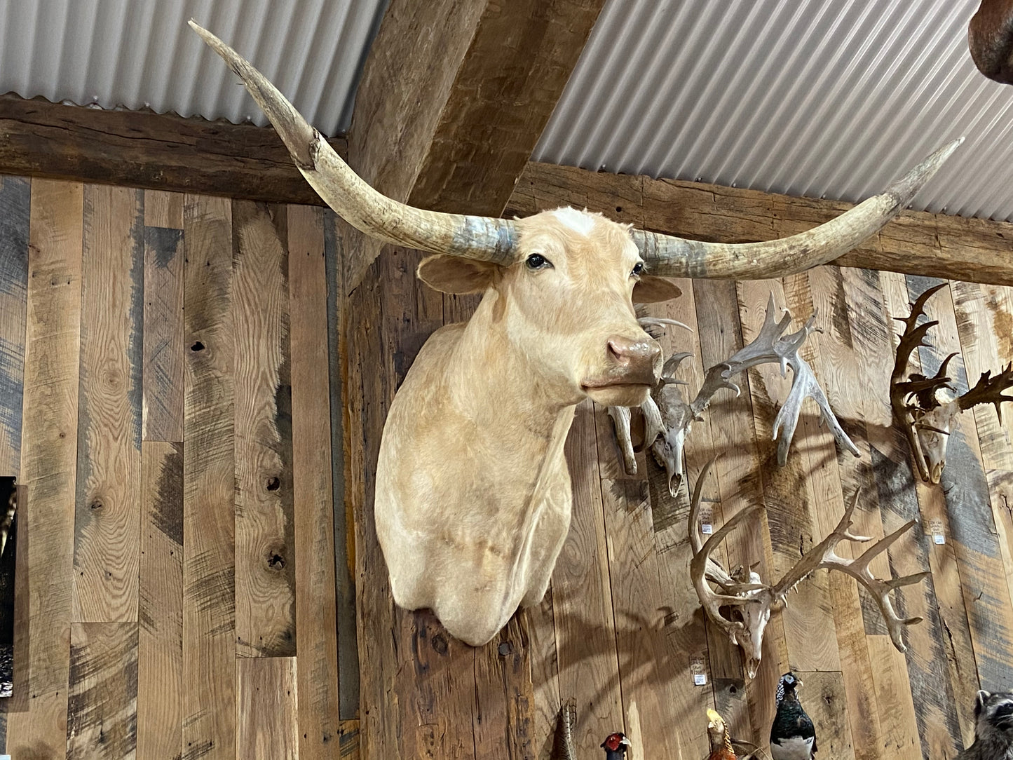 *SOLD* Tan longhorn mount