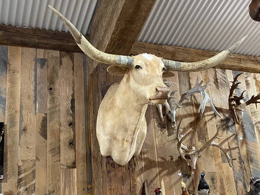 *SOLD* Tan longhorn mount