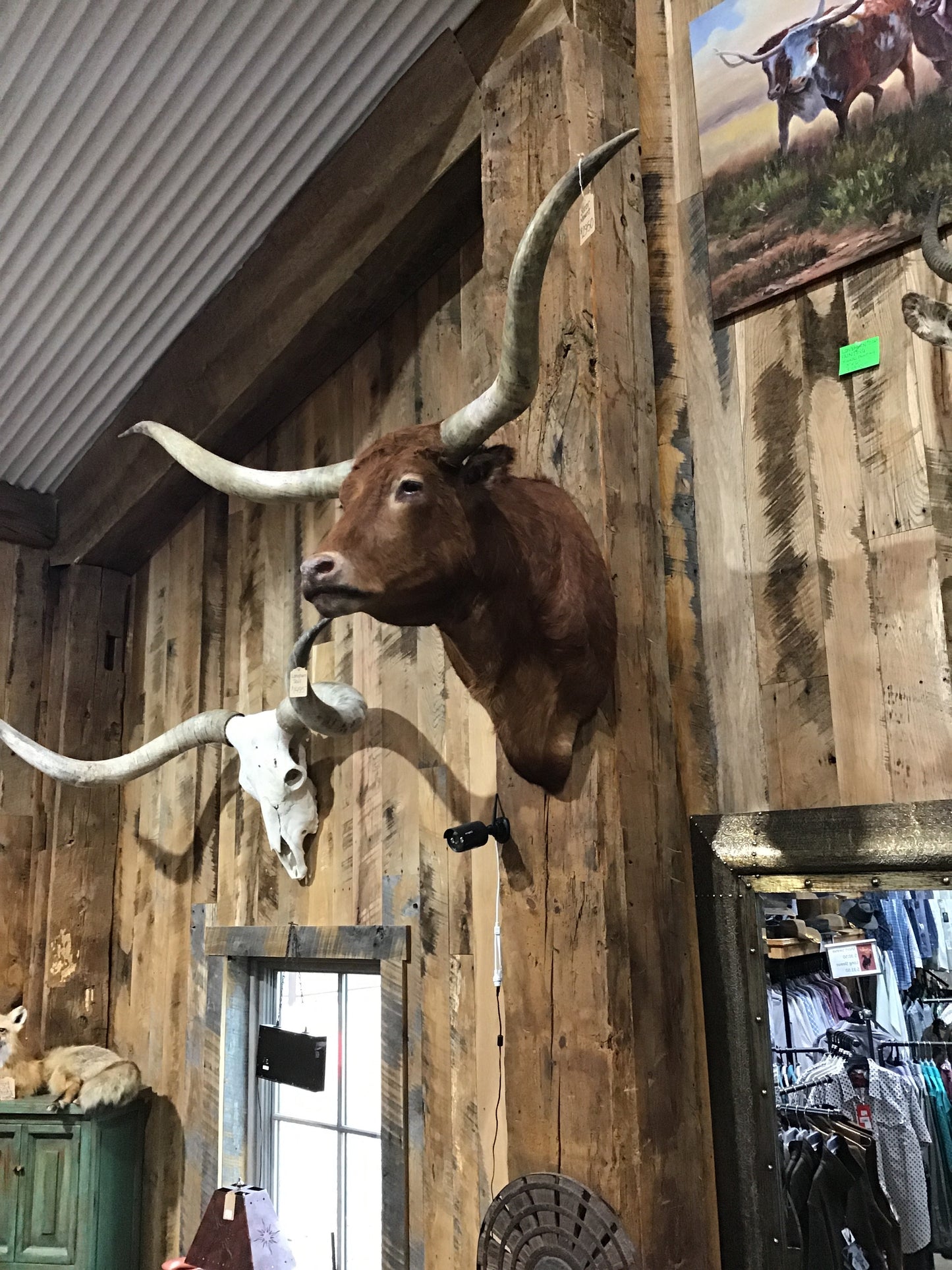 *SOLD* Red Longhorn Mount