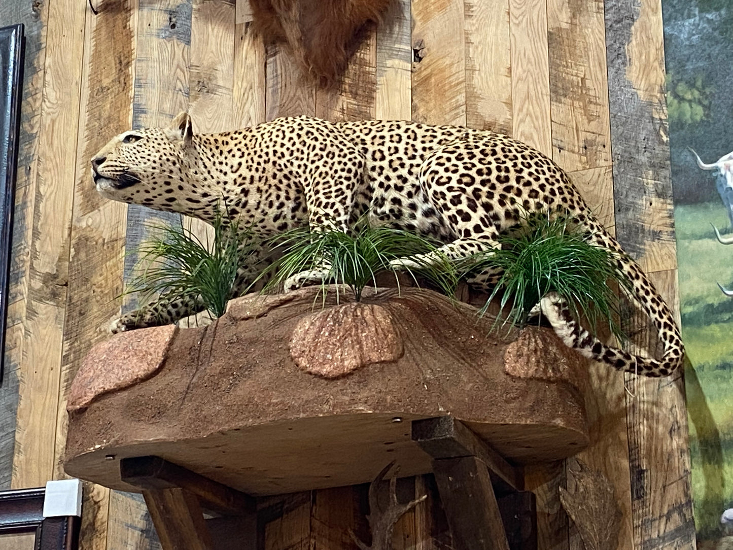 FULL BODY LEOPARD ON A ROCK