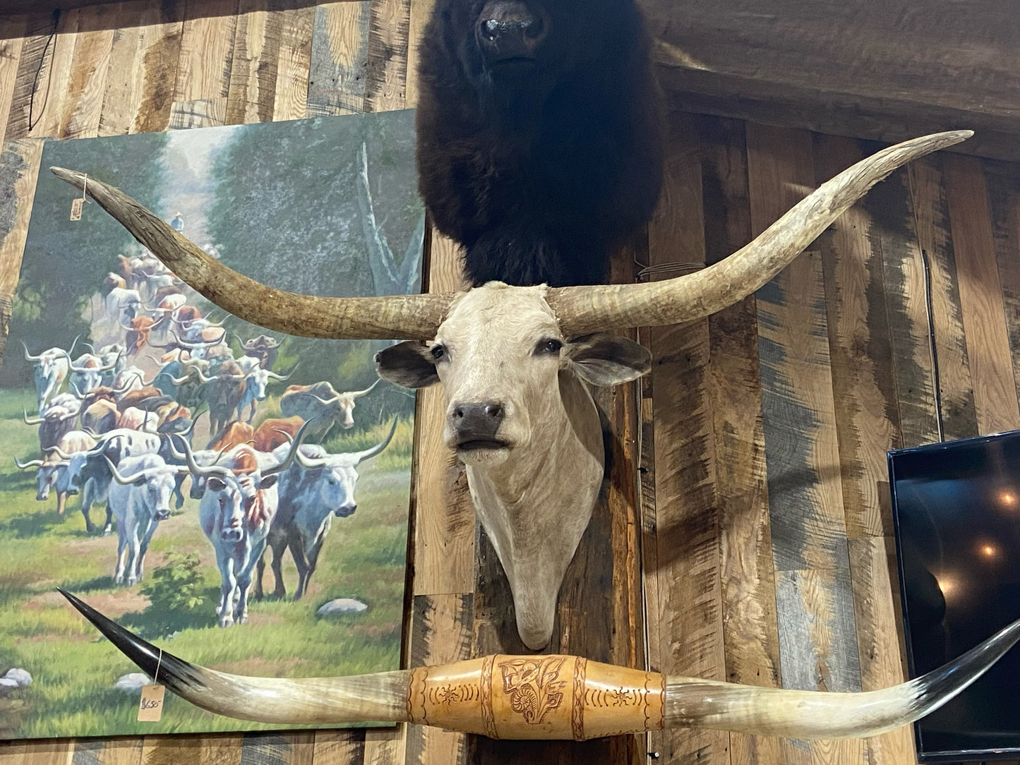 *SOLD* DIRTY WHITE LONGHORN MOUNT