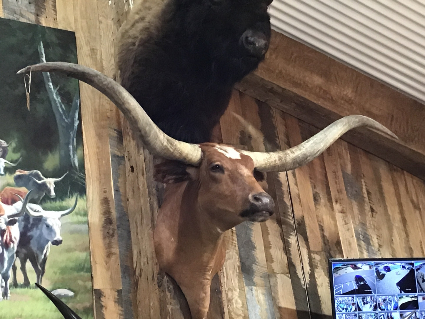 *SOLD* RED LONGHORN MOUNT