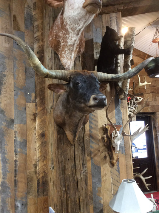 *SOLD*Mini Moo Longhorn Mount