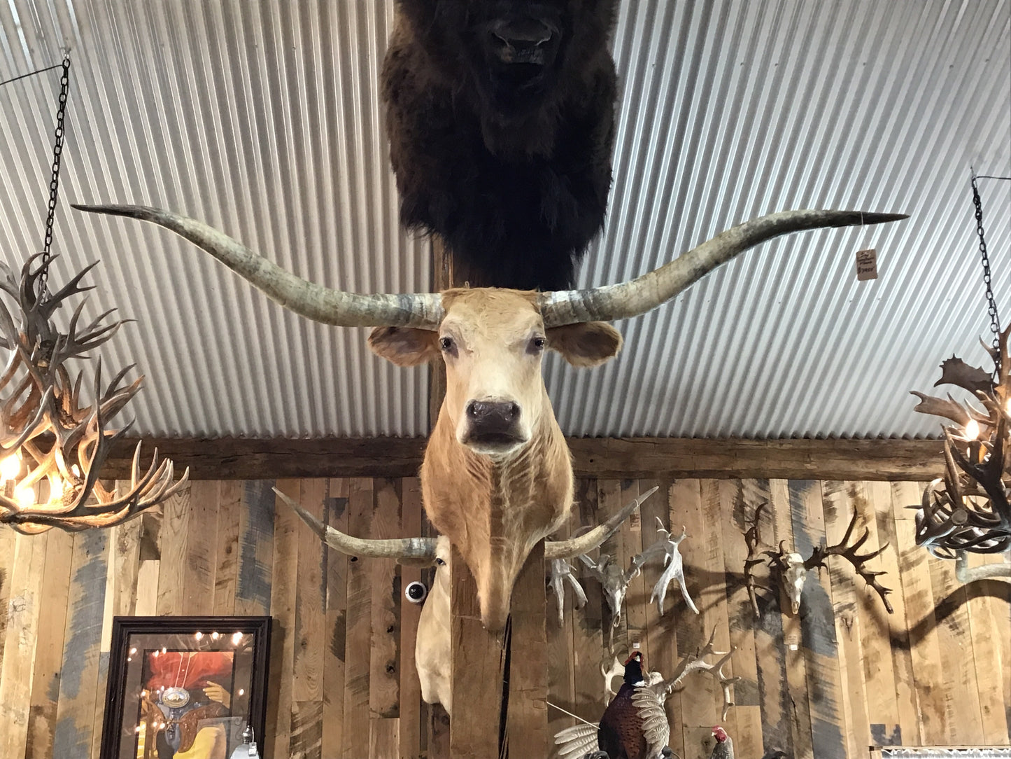 *SOLD* TAN LONGHORN MOUNT