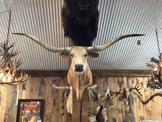 *SOLD* TAN LONGHORN MOUNT