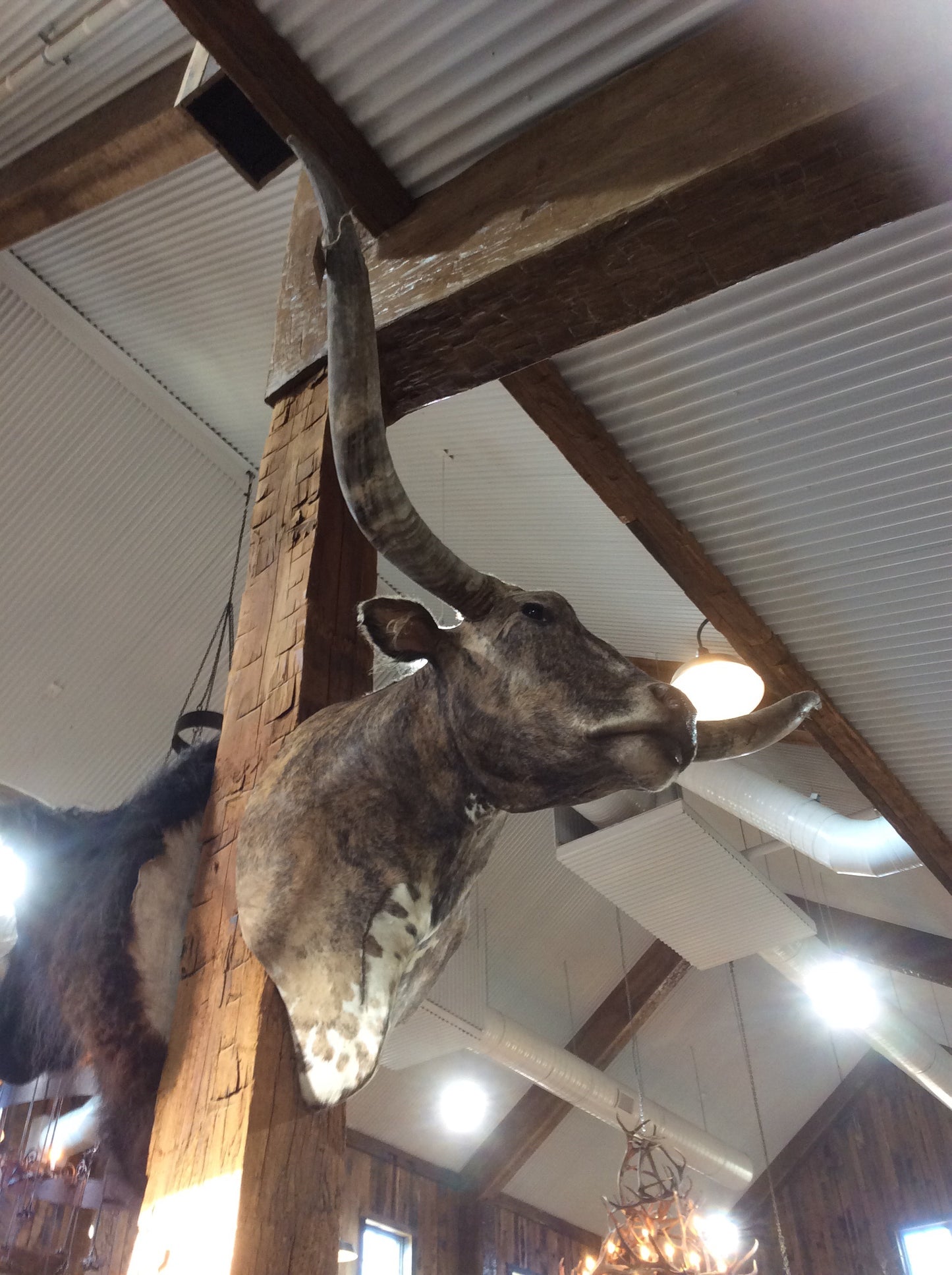 *SOLD*Longhorn Mount