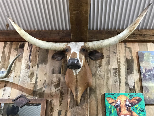 *SOLD* ORANGE WHITE LONGHORN MOUNT