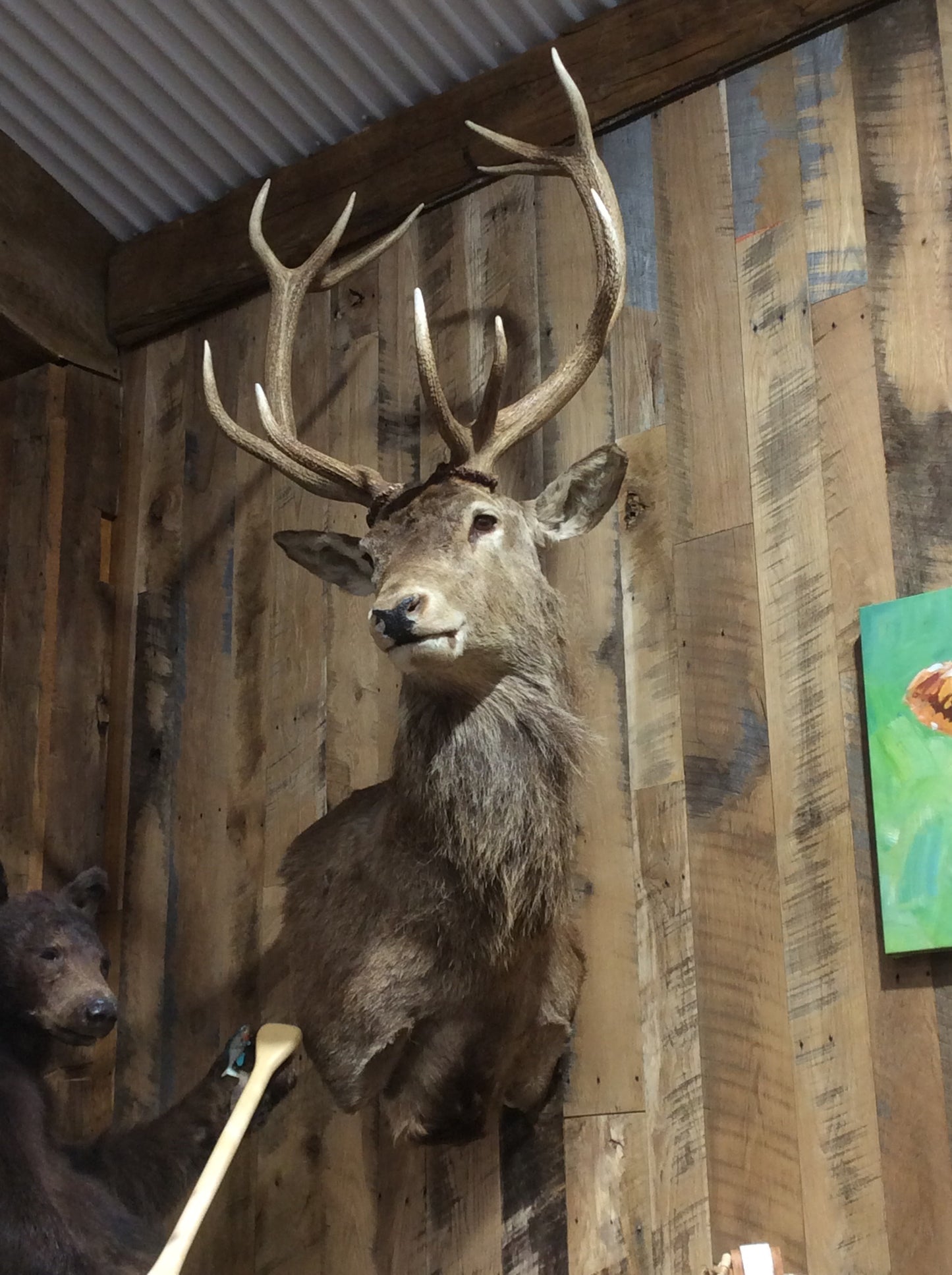 Red Stag Shoulder Mount