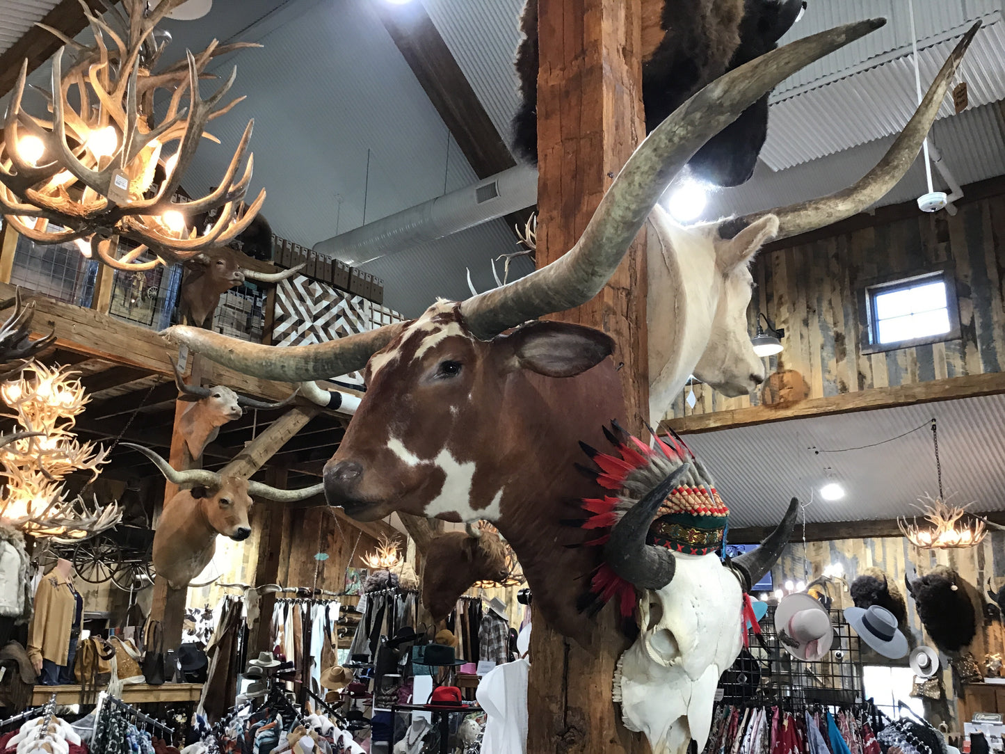 *SOLD* RED WHITE LONGHORN MOUNT